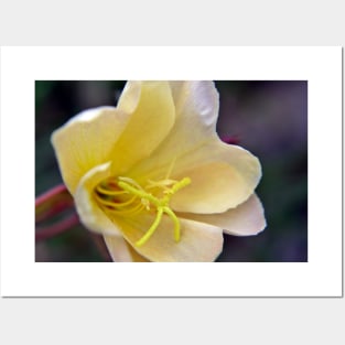 Evening Primrose Flower Posters and Art